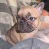 Akc registered male french bulldog