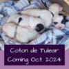 Coming Soon - Coton de Tulear Puppies