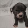 Blue-Nose American Pit Bulls in Norfolk Only $400