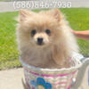 Pomeranian puppy for sale