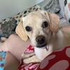 Free puppy