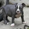 American bullies puppies 