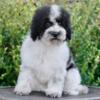 Micro Sheepadoodle Pups Available for Sale / Adoption Placement