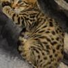 Savannah cats (breeding pair) and kittens available
