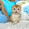 NEW Elite Scottish fold kitten from Europe with excellent pedigree, female. NOV Elina