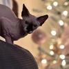 Grumpy Cat 2 is Ready For a Home!