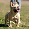 Female Frenchie 