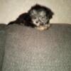 Shih Tzu puppies males and females