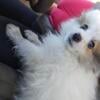 Pomeranian babies, 2 boys available 