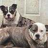 Pocket Bullies 