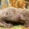 AKC Labrador retriever puppies