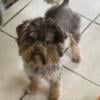 Dogs and puppies chocolate male adult yorkie