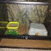 Ball python