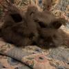 Baby English Angora Bunny Rabbits