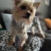 Yorkie 