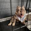 Beautiful American Micro bully for sell