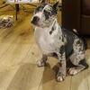 Female Merle Bully