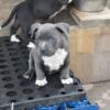 American bully puppies