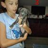 Pit bull 