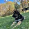 German Shepherd Puppies