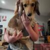 Long haired miniature dachshund puppies