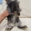 Bunnies Lionhead   available