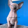 Sphynx kittens 
