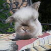 *ADORABLE* Pedigreed Holland Lop Rabbits