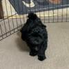 Shihpoo (Shihtzu / Poodle) male pup black