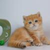 NEW Elite British kitten from Europe with excellent pedigree, male. A Evangelion