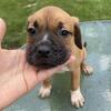 Xl bullies for sale!!!