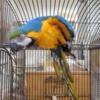 Blue and yellow macaw