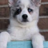 Pomsky Puppies for Sale - New Castle Indiana