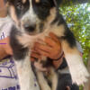 Husky blue heeler mix puppies for sale