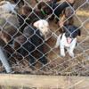 Lab-Pointer (Pointador Puppies)