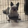 French Bully - Son of Don King “Riot”