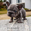 lilac velvet big rope AKC french bulldog male 6500