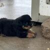 AKC Rottweiler Female Puppy for sale