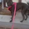 Cane Corso AKC ICCF In heat need stud