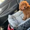 Toy Poodle