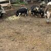 Kunekune
