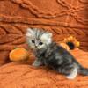 Gorgeous Golden Ragamuffin Kittens - TICA Registered