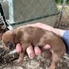 Registered mini dachshund puppies