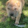 Chinese Shar-Pei puppies