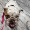 Female English Bulldog