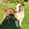 American Bully up for stud!