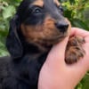 AKC black and tan male doxie