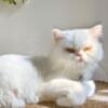 Adorable White Doll Face Persian Available for rehoming!  (Bronx, NY)