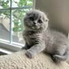 Blue Scottish Fold Kitten Available