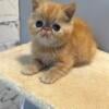 Red Tabby Exotic shorthair male kitten 